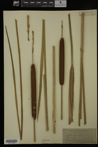 Typha angustifolia image