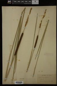 Typha angustifolia image