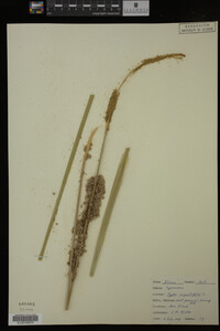Typha angustifolia image