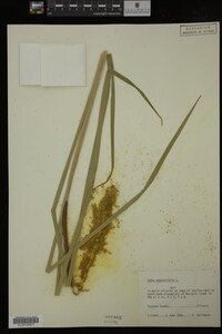 Typha angustifolia image