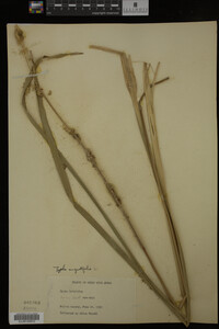 Typha angustifolia image