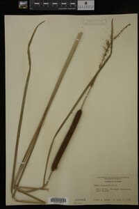 Typha angustifolia image