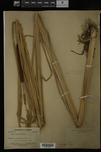 Typha angustifolia image