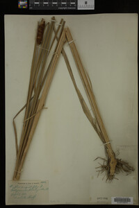 Typha angustifolia image