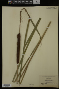 Typha angustifolia image