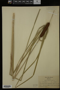 Typha angustifolia image