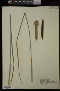 Typha angustifolia image