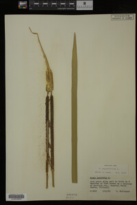 Typha angustifolia image