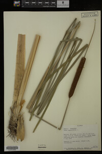 Typha angustifolia image