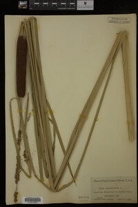 Typha angustifolia image