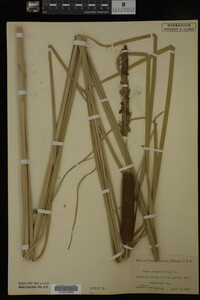 Typha angustifolia image
