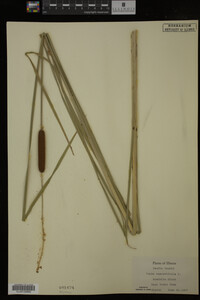 Typha angustifolia image
