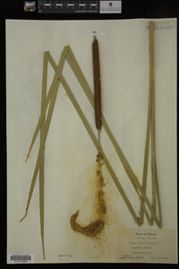 Typha angustifolia image