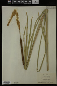 Typha angustifolia image