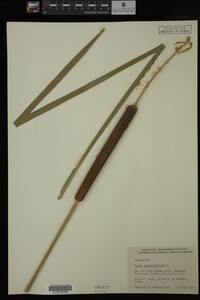 Typha angustifolia image