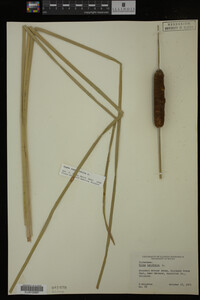Typha angustifolia image