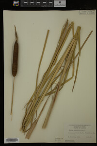 Typha angustifolia image