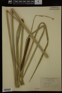 Typha angustifolia image