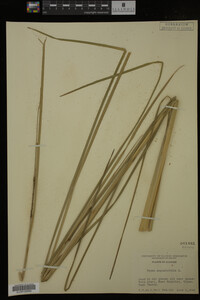 Typha angustifolia image