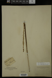 Typha angustifolia image