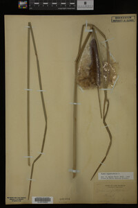 Typha angustifolia image