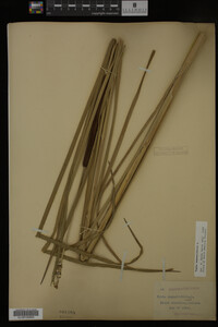 Typha angustifolia image