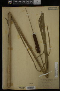 Typha angustifolia image