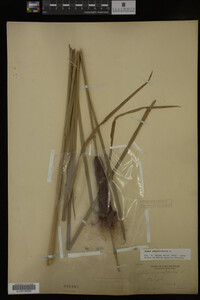 Typha angustifolia image