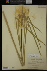 Typha angustifolia image
