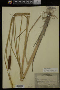 Typha angustifolia image