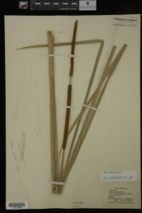 Typha angustifolia image