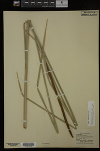 Typha angustifolia image