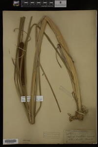 Typha angustifolia image