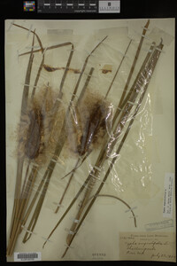 Typha angustifolia image