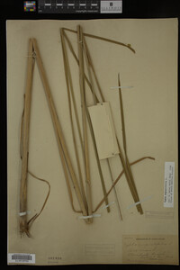 Typha angustifolia image