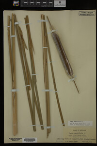 Typha angustifolia image