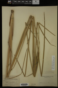 Typha angustifolia image