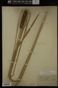 Typha angustifolia image