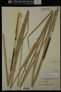 Typha angustifolia image