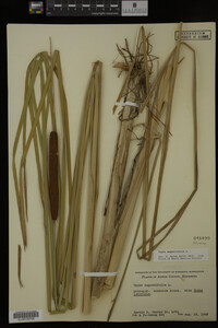 Typha angustifolia image