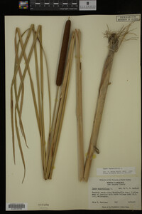 Typha angustifolia image
