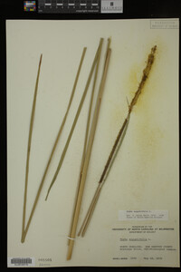 Typha angustifolia image