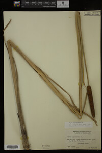 Typha angustifolia image