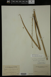 Typha angustifolia image