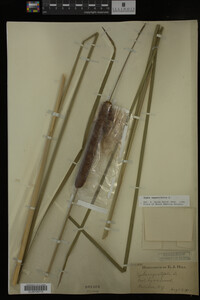 Typha angustifolia image