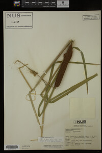Typha angustifolia image