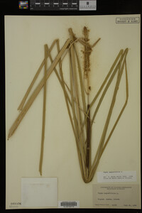 Typha angustifolia image