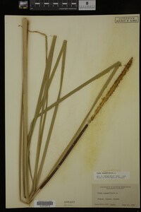 Typha angustifolia image