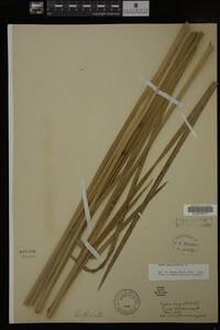 Typha angustifolia image
