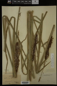 Typha angustifolia image